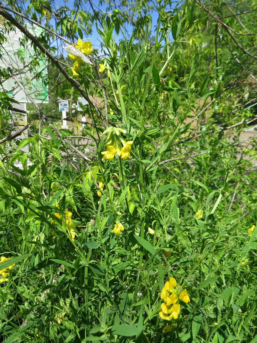 Изображение особи Lathyrus pratensis.