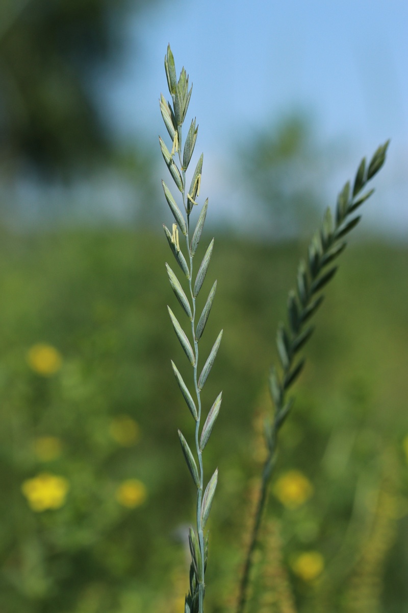 Image of Elytrigia repens specimen.