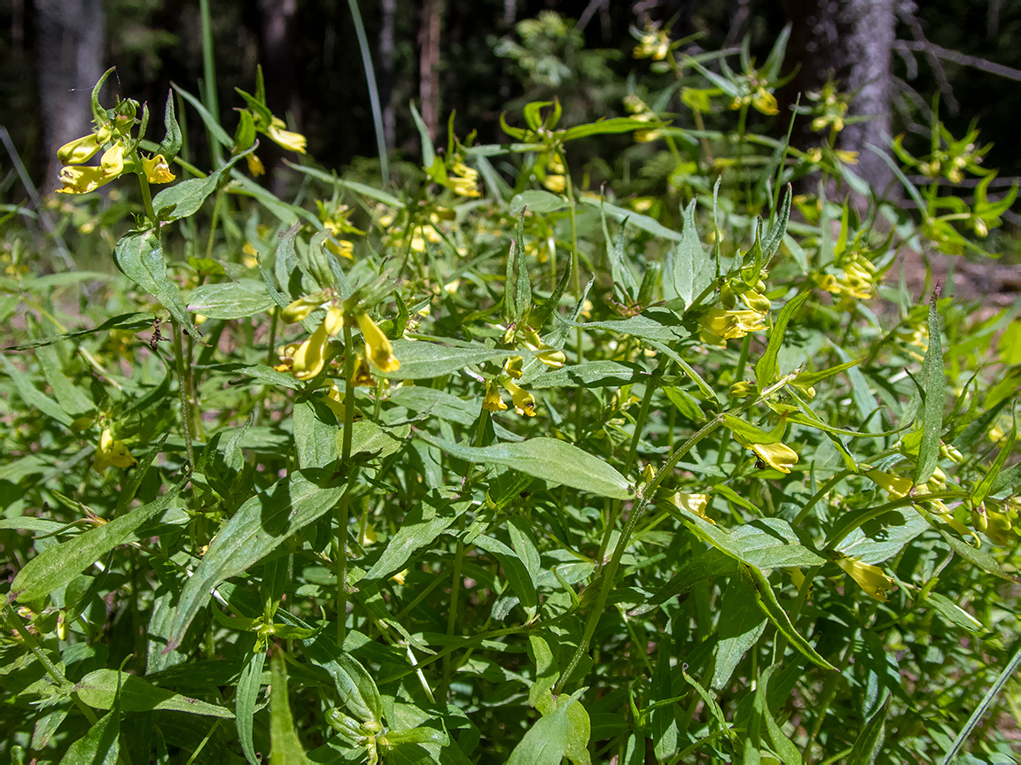Image of Melampyrum pratense specimen.