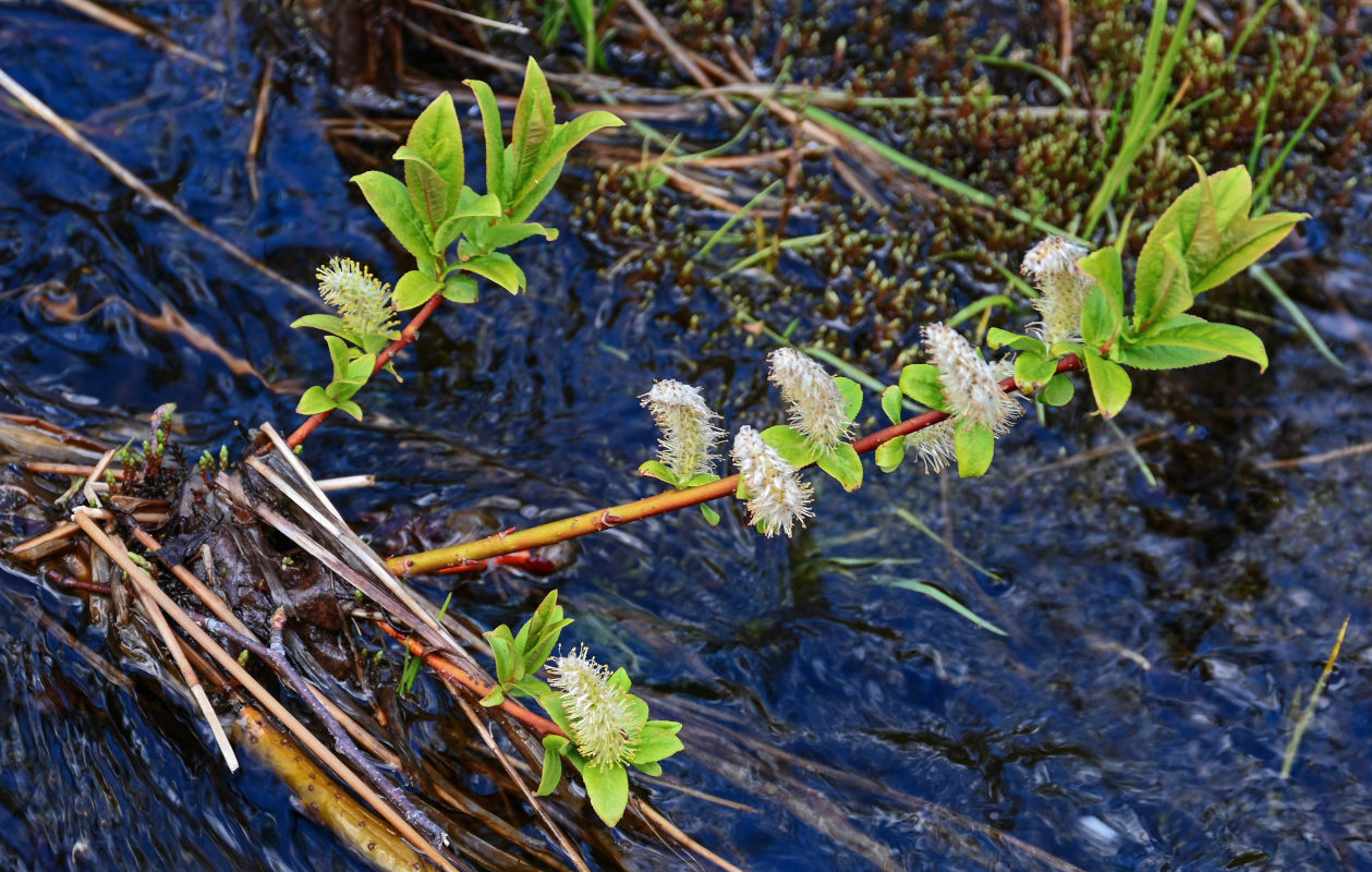 Image of genus Salix specimen.