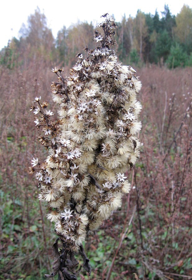 Image of Solidago virgaurea specimen.