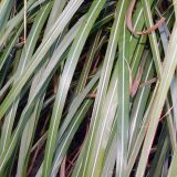 Miscanthus sinensis