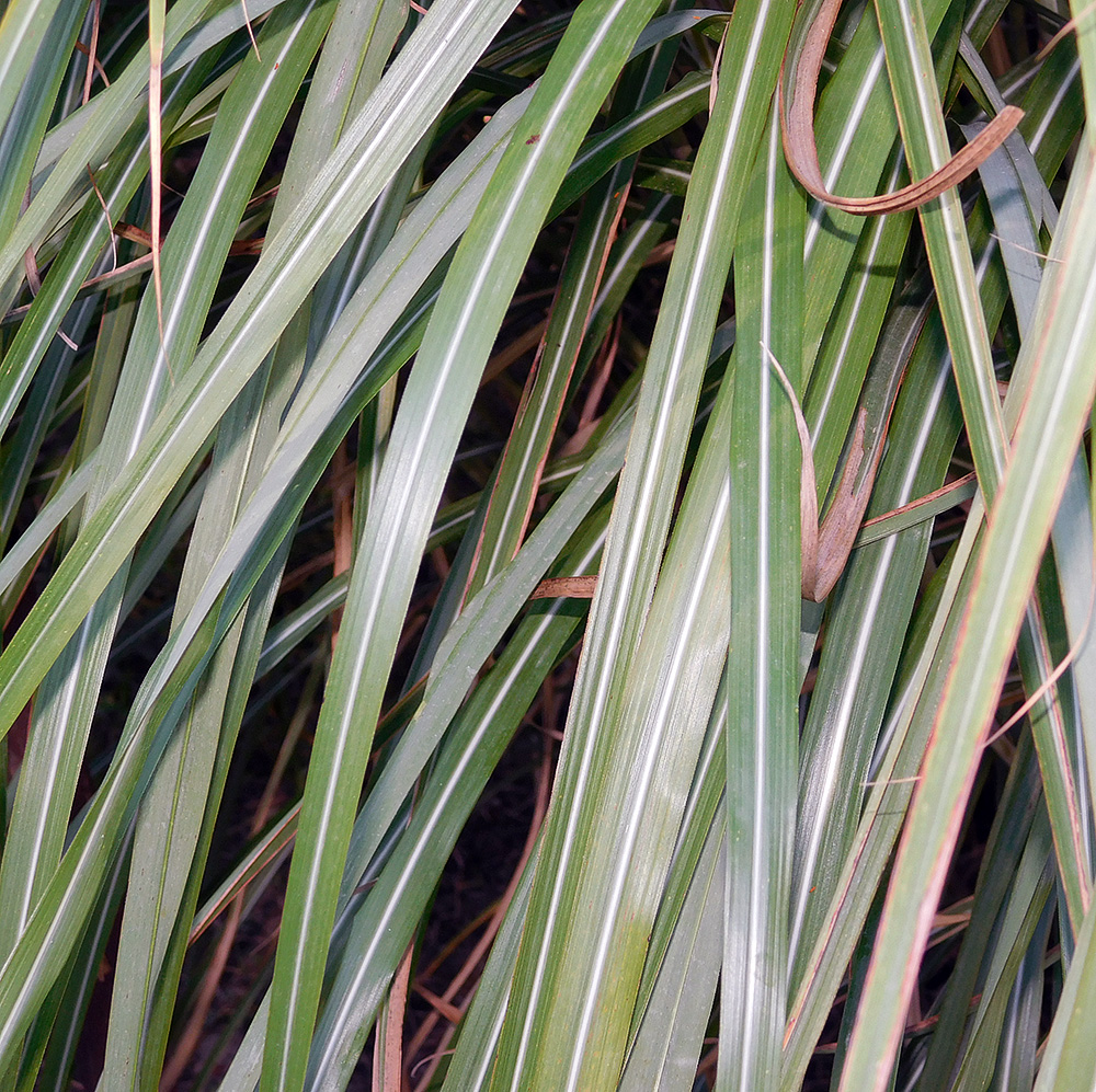 Изображение особи Miscanthus sinensis.