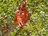Caesalpinia spinosa