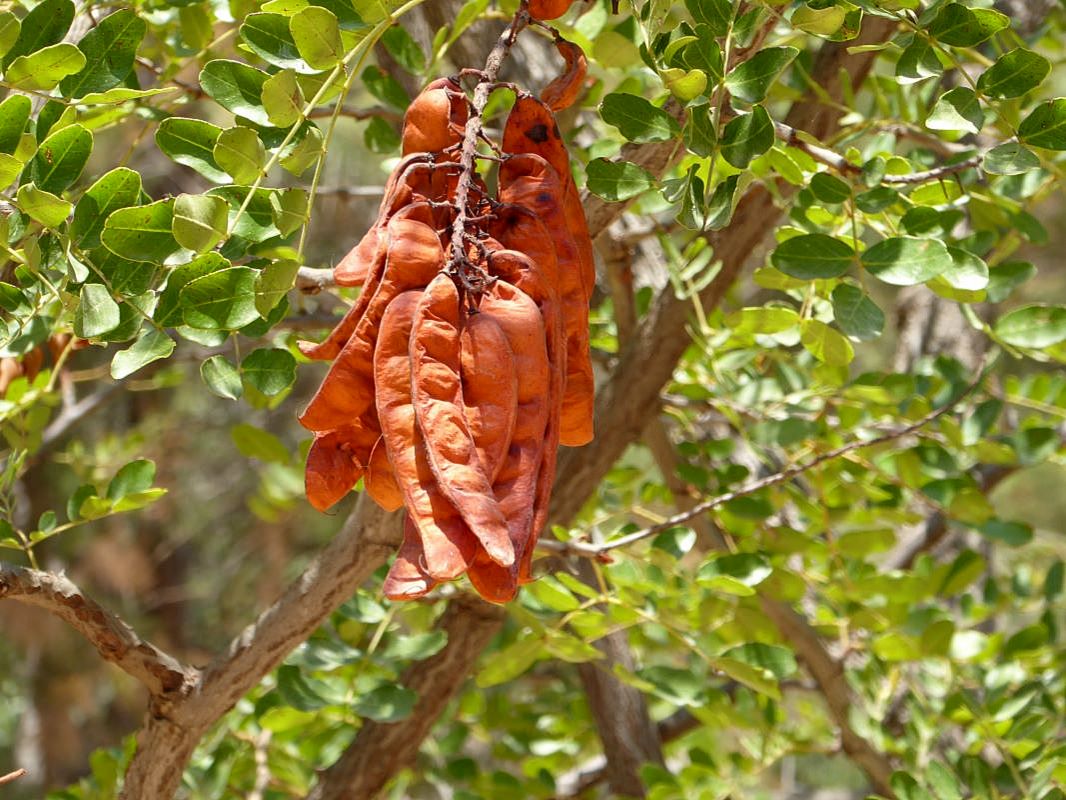 Image of Caesalpinia spinosa specimen.
