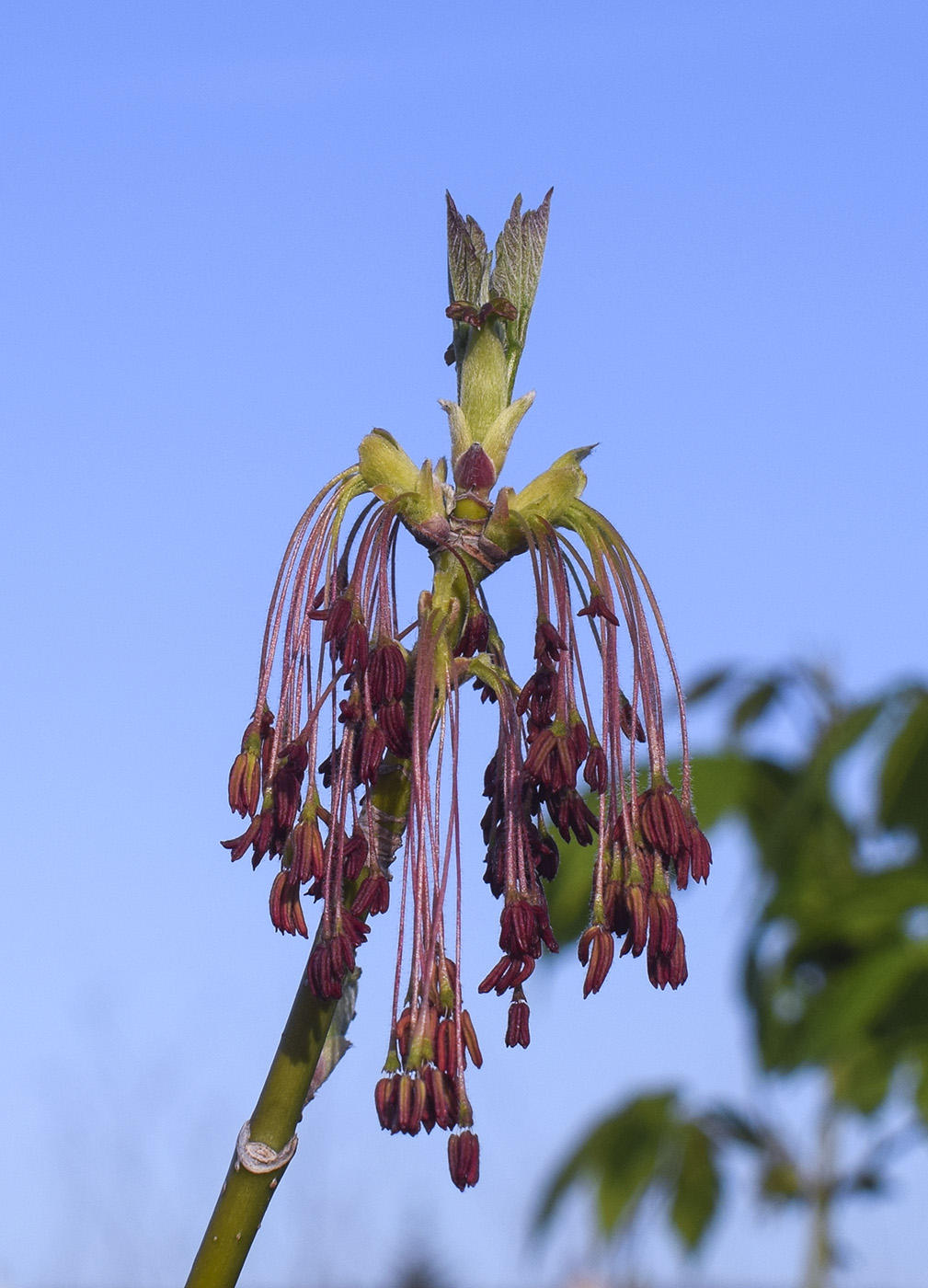 Image of Acer negundo specimen.