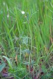 Vicia biebersteinii. Цветущее растение. Краснодарский край, Крымский р-н, окр. станицы Неберджаевская, долина р. Неберджай, приречный луг. 20.04.2024.