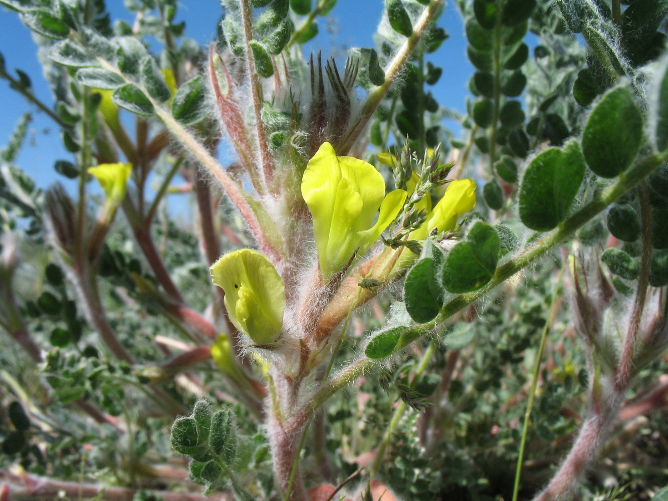 Image of Astragalus larvatus specimen.