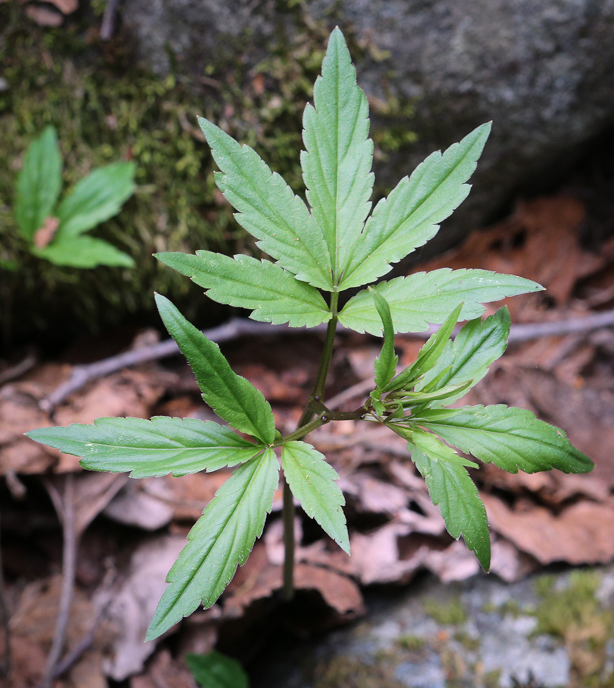 Image of Cardamine quinquefolia specimen.