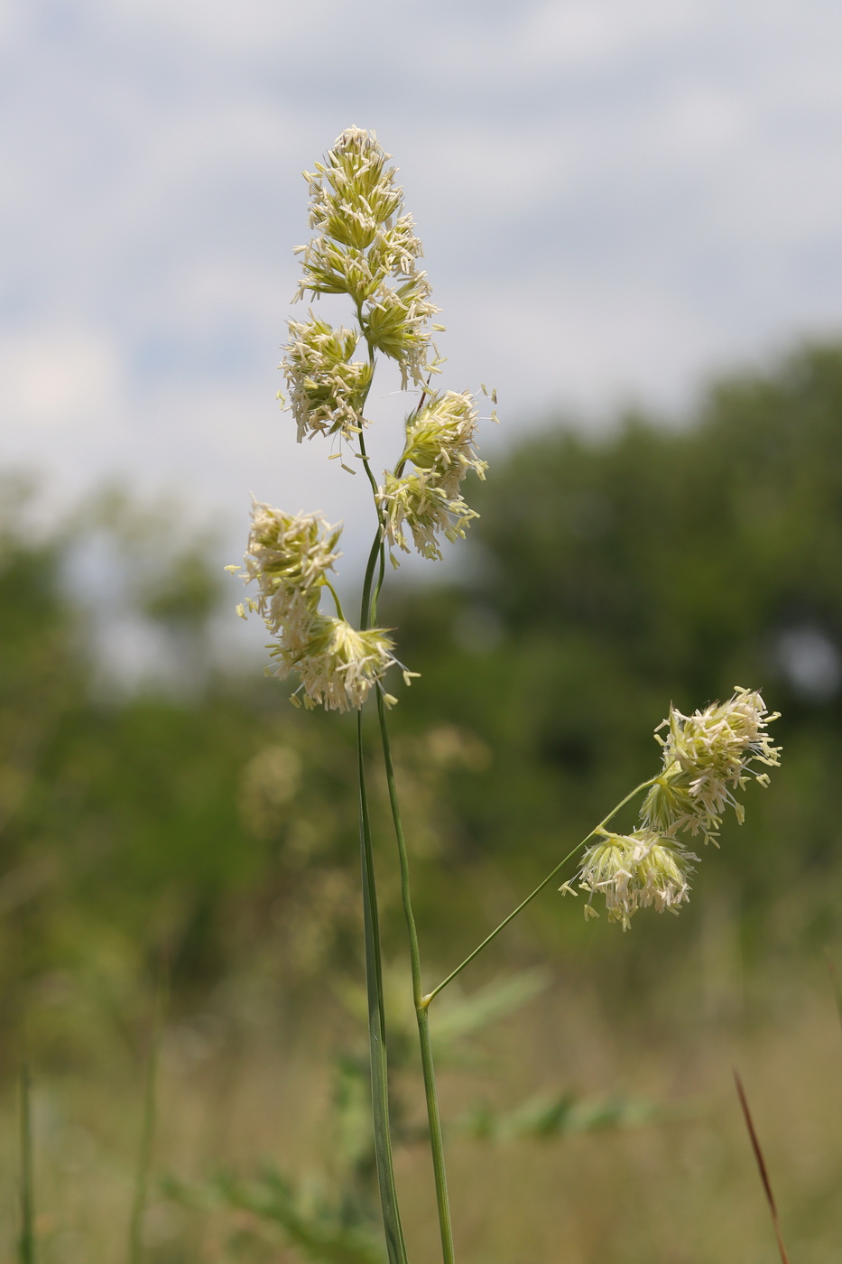 Изображение особи Dactylis glomerata.