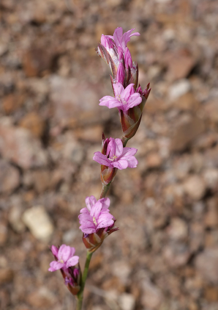 Image of Ikonnikovia kaufmanniana specimen.