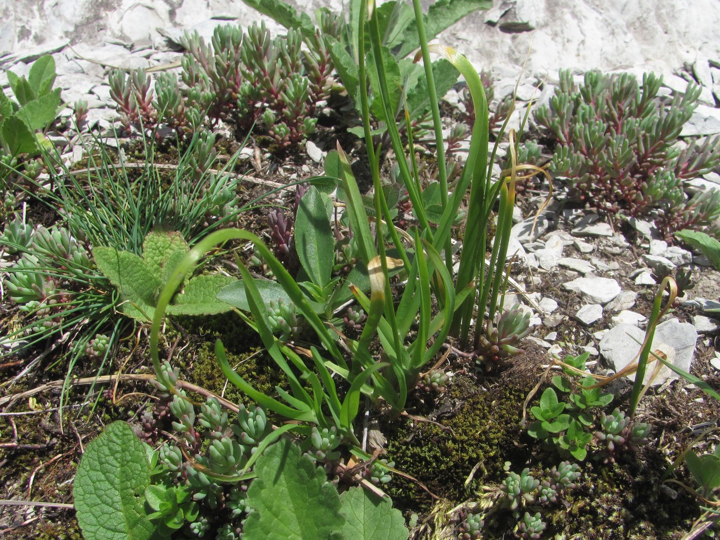 Image of Allium circassicum specimen.