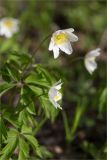 Anemone nemorosa
