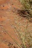 семейство Poaceae