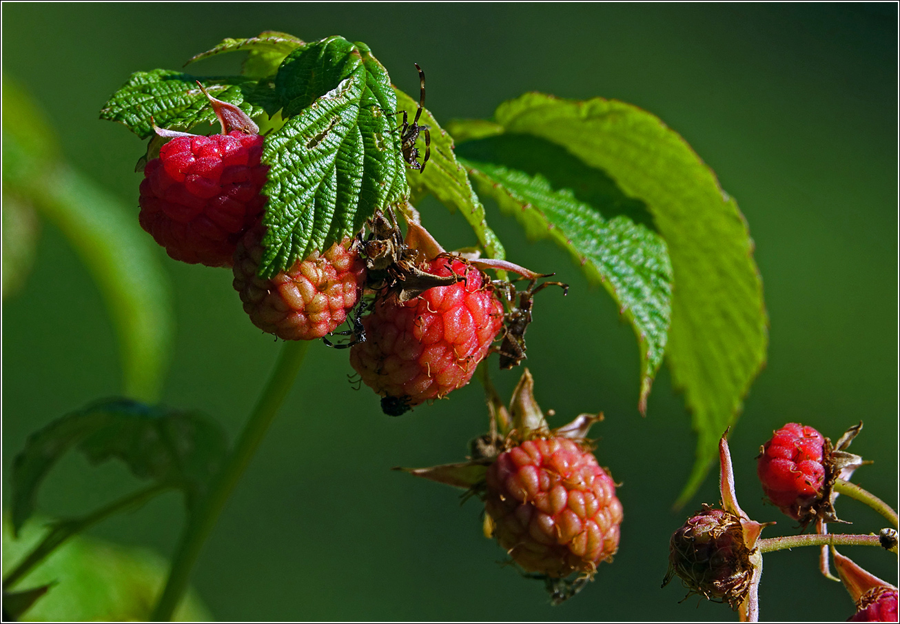 Изображение особи Rubus idaeus.