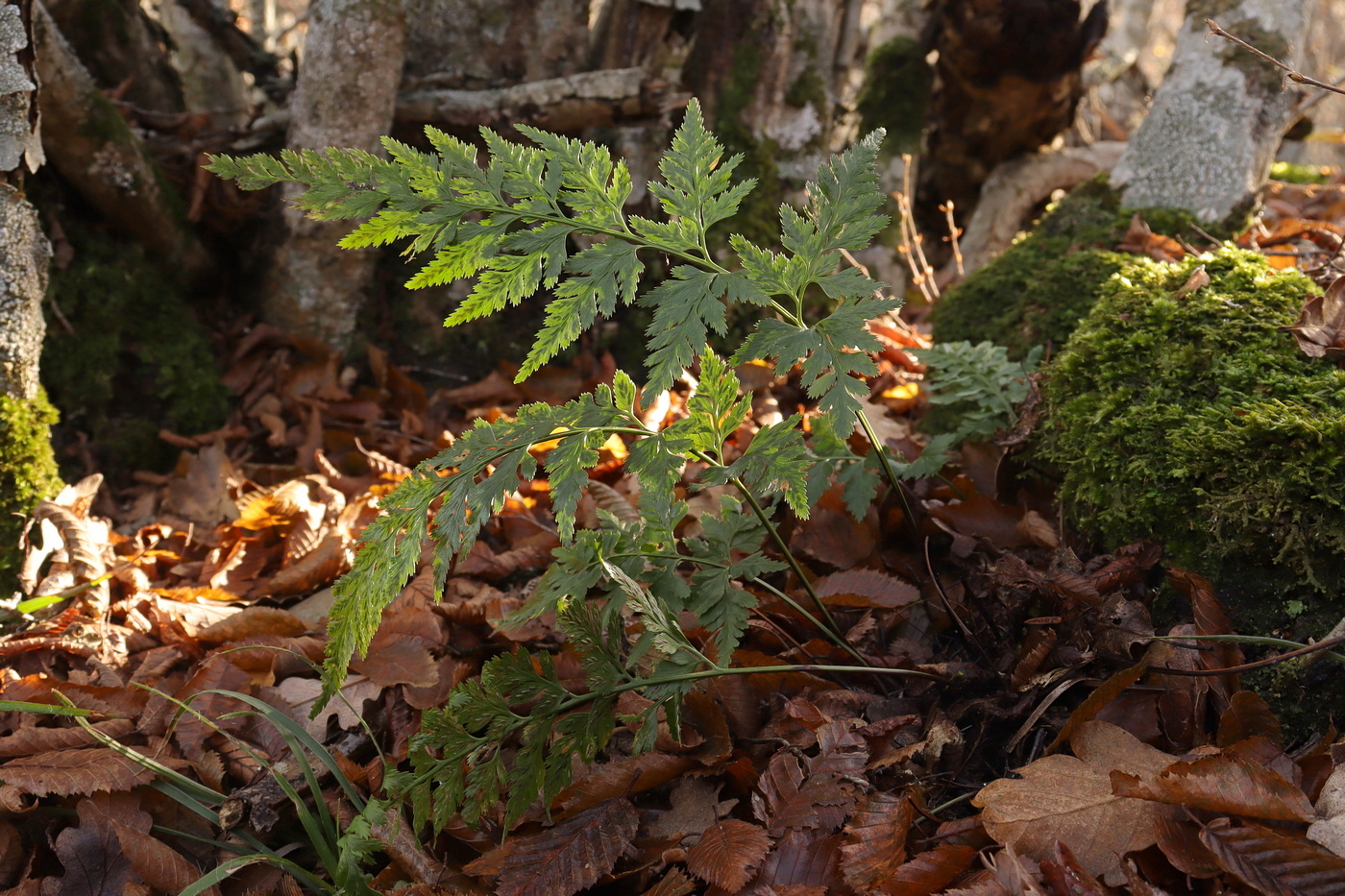 Image of Asplenium adiantum-nigrum specimen.