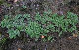 Antennaria dioica. Вегетирующие растения. Вологодская обл., Сокольский р-н, Оларевская гряда, опушка смешанного леса, песчаный участок. 13.07.2024.