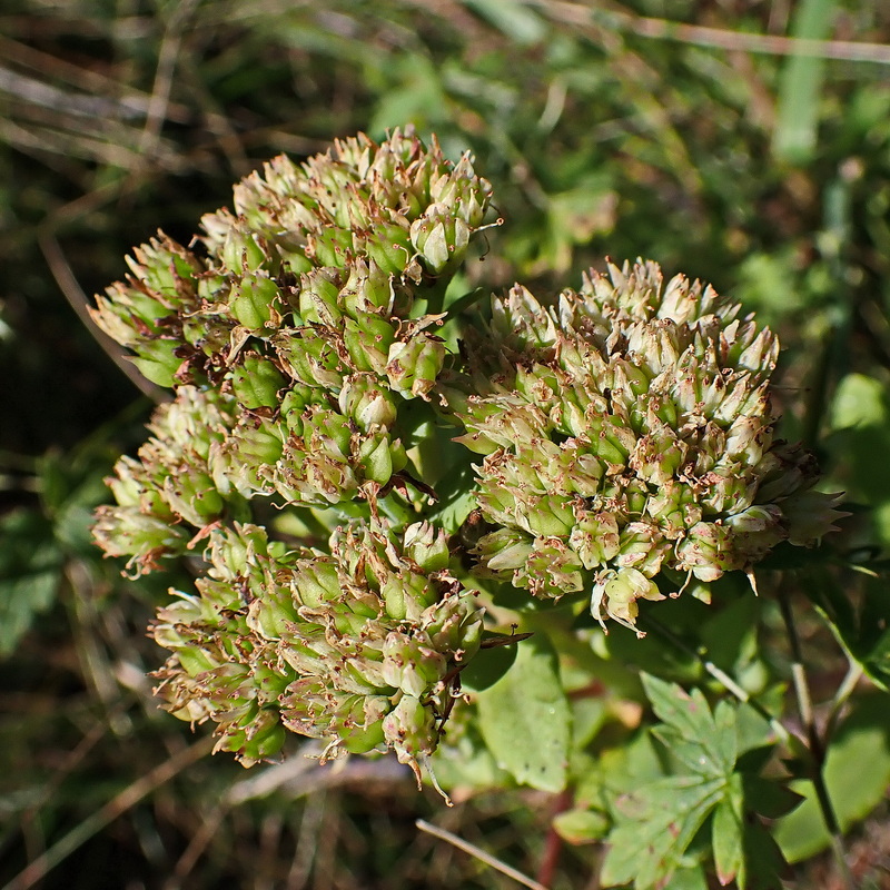 Image of Hylotelephium pallescens specimen.