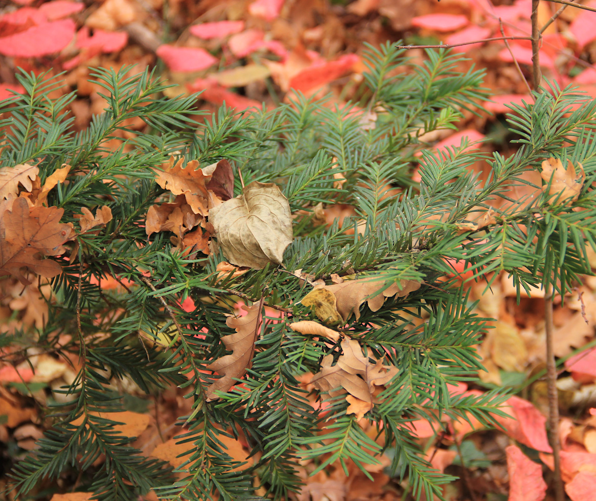 Изображение особи Taxus baccata.