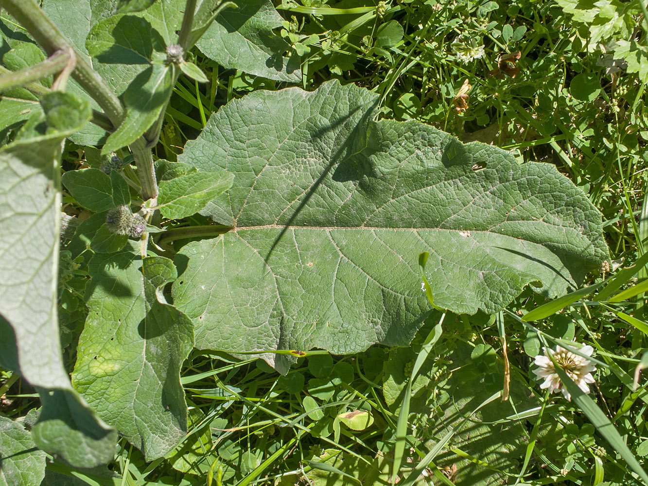 Изображение особи род Arctium.