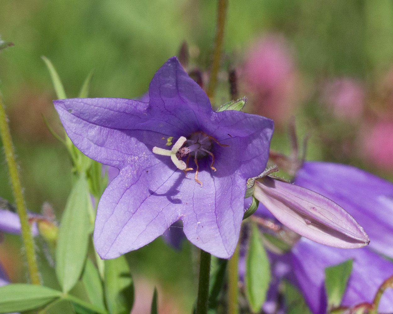 Image of Campanula rapunculoides specimen.