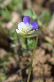 Viola occulta
