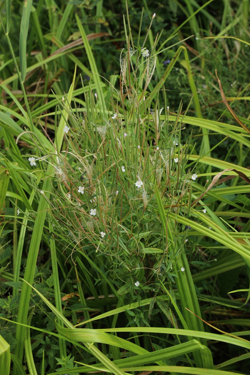 Image of Epilobium palustre specimen.