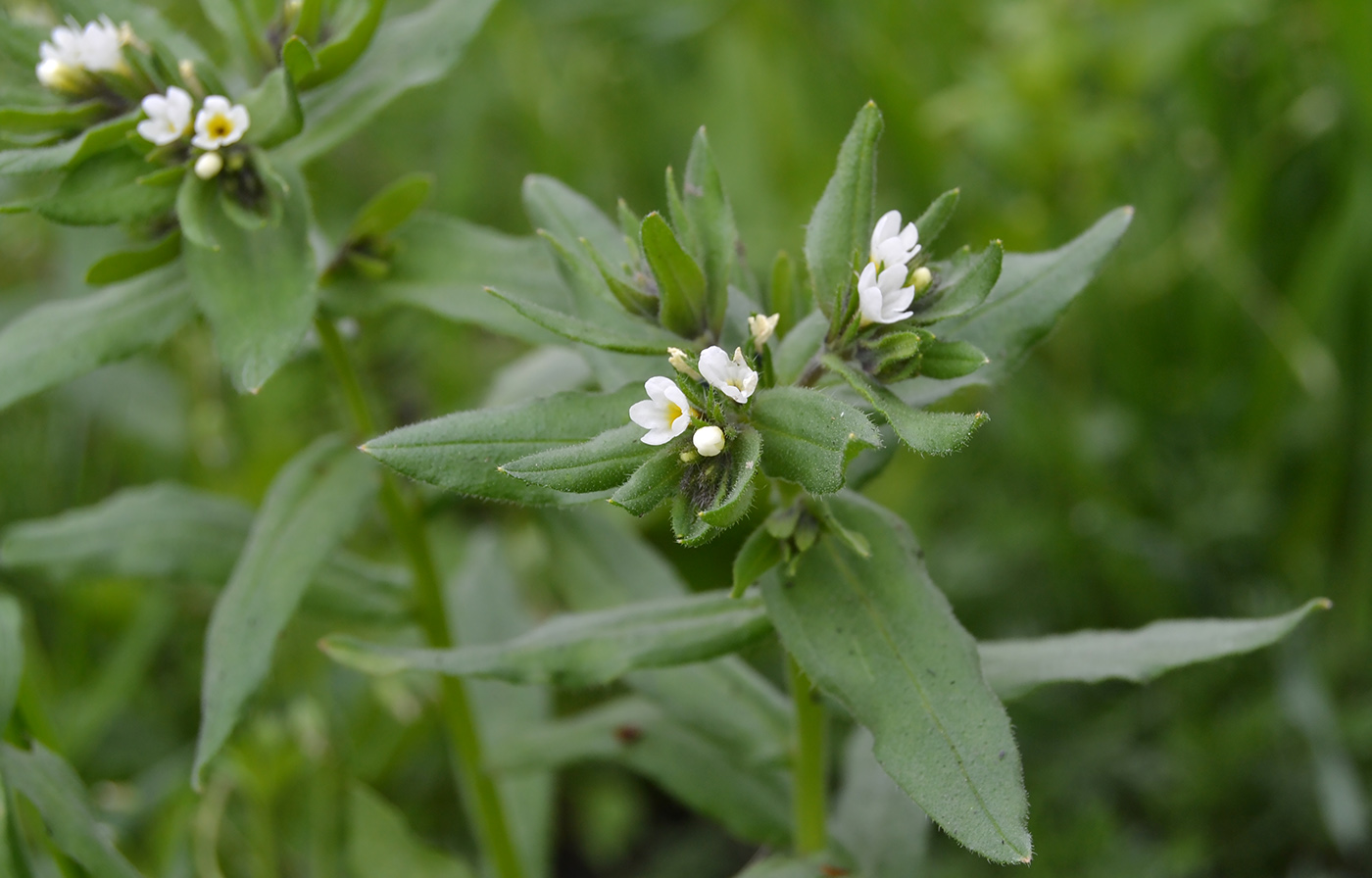 Изображение особи Buglossoides rochelii.
