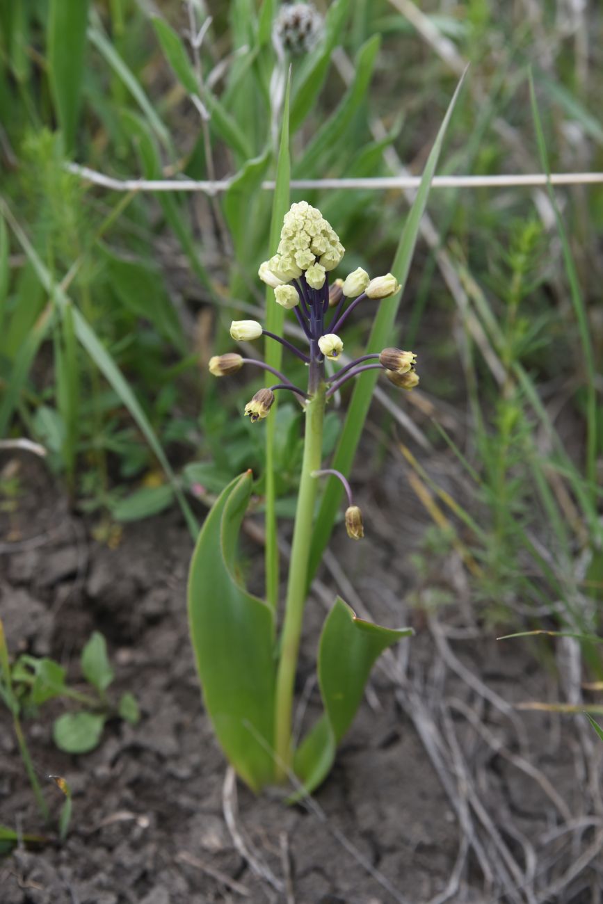Image of Bellevalia speciosa specimen.