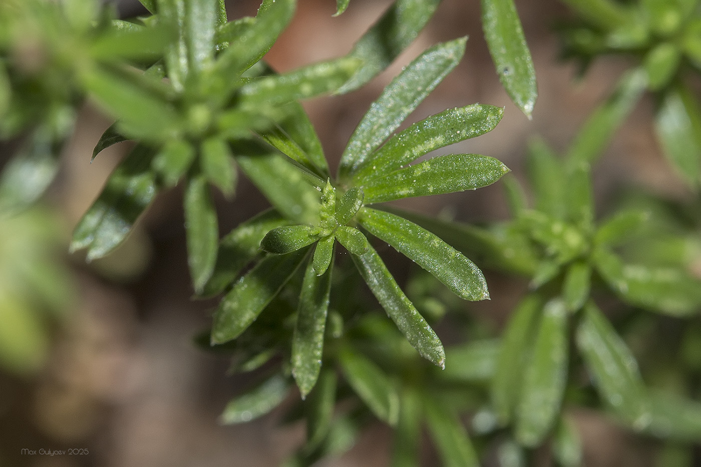 Image of Galium calcareum specimen.