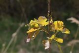Populus tremula. Молодые побеги на верхушке молодого растения корнеотпрыскового происхождения. Беларусь, Витебская обл., окр. пос. Езерище, разнотравно-злаковый суходольный луг. 09.05.2025.
