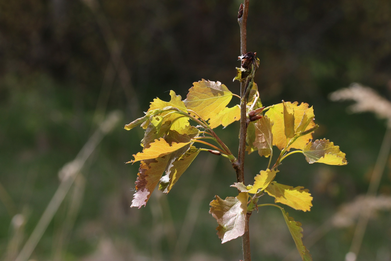 Image of Populus tremula specimen.