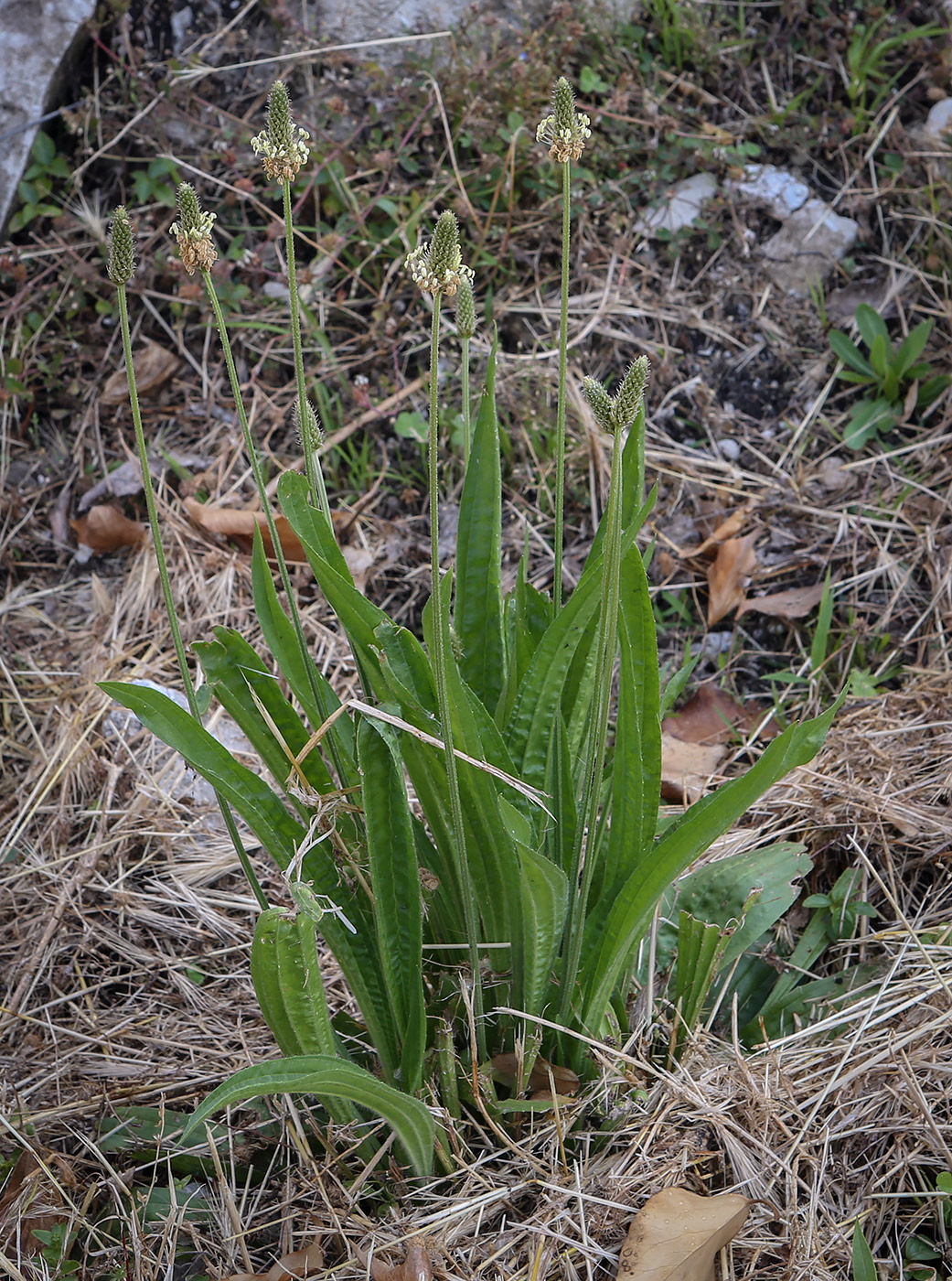 Image of Plantago lanceolata specimen.