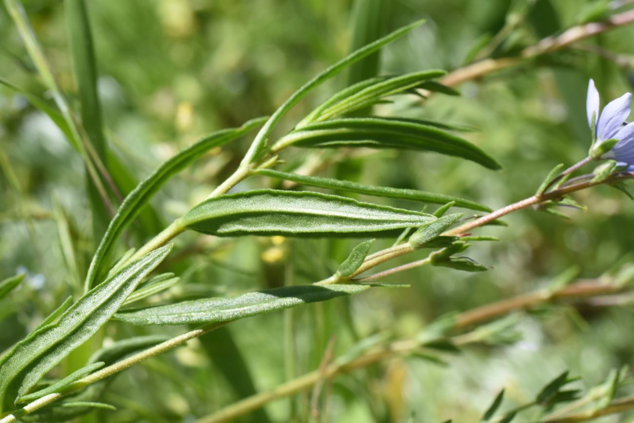 Image of genus Veronica specimen.