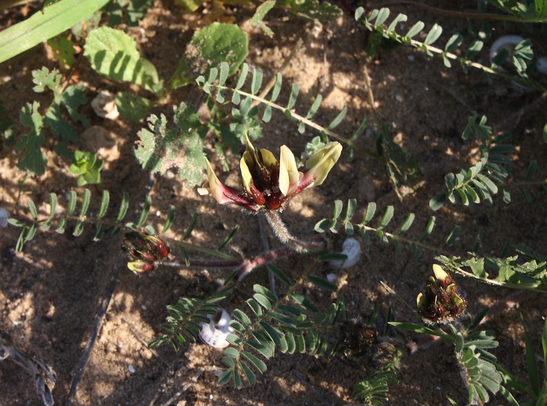 Изображение особи Astragalus berytheus.