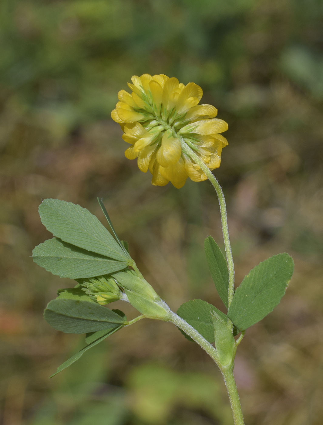 Image of Trifolium aureum specimen.