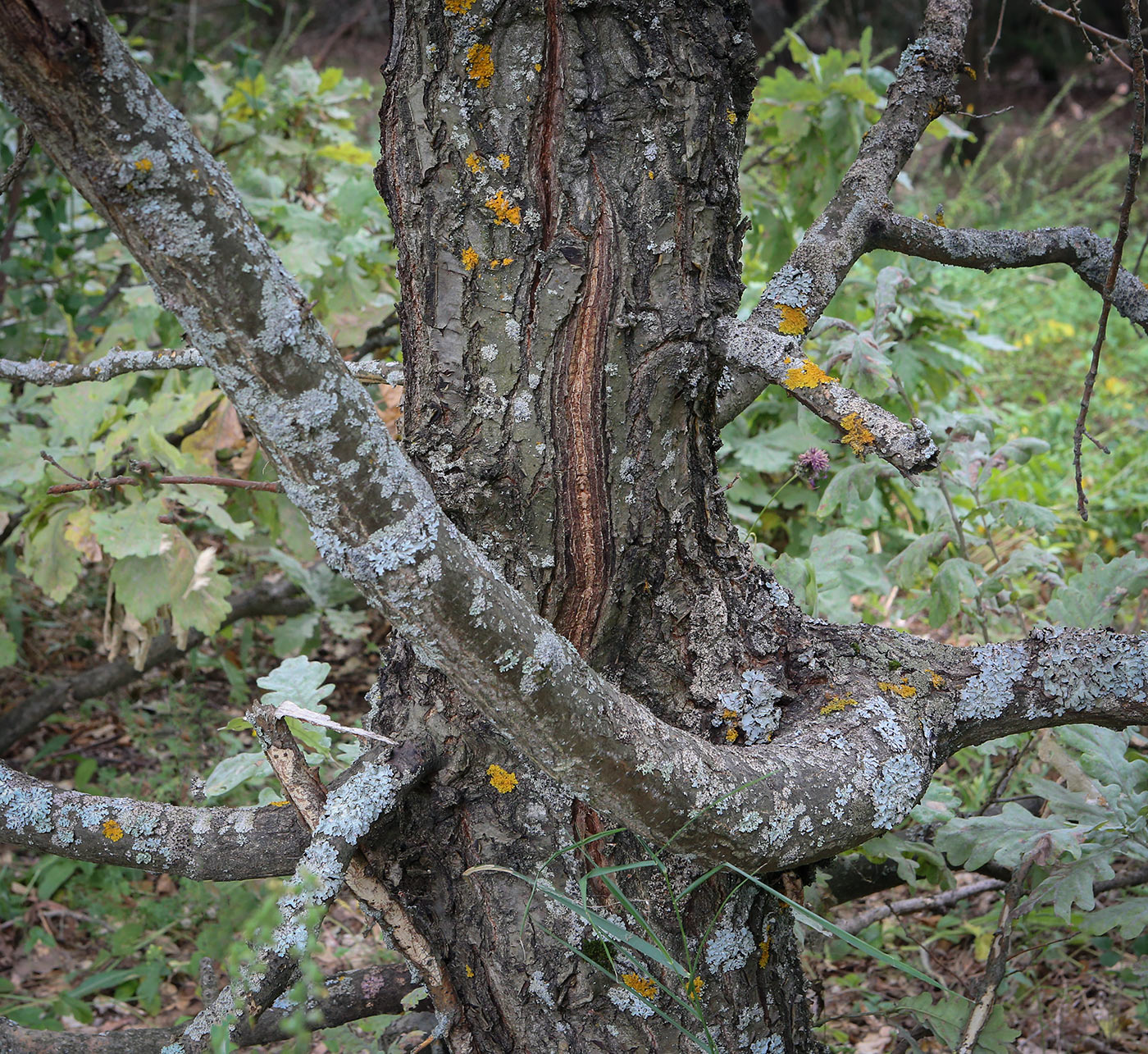 Изображение особи Quercus robur.