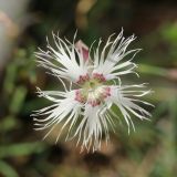 Dianthus borussicus. Цветок. Витебская обл., окр. дер. Сурмино, оз, сухой кустарничково-зеленомошный сосняк на песке, у дороги. 14.06.2025.