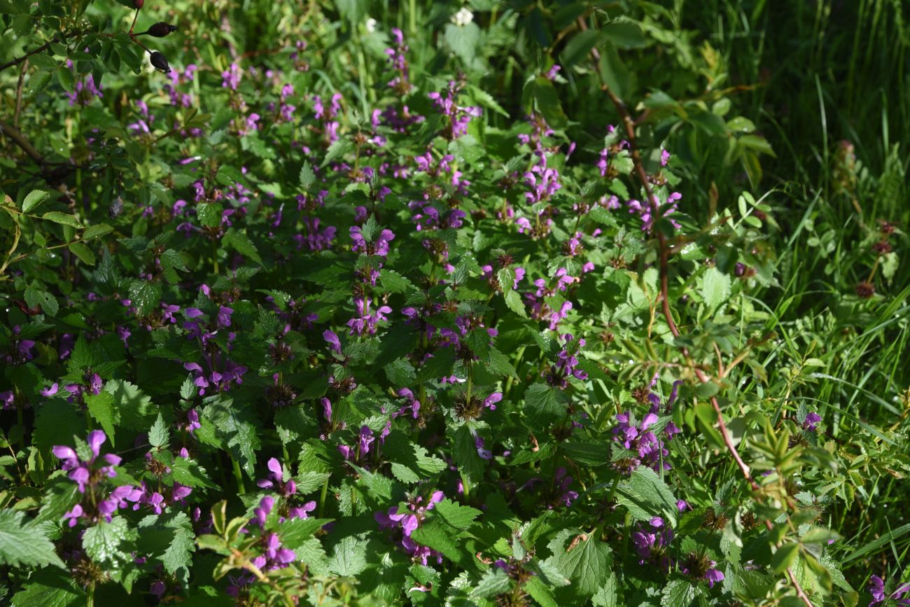 Изображение особи род Lamium.