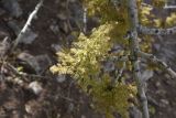 род Fraxinus