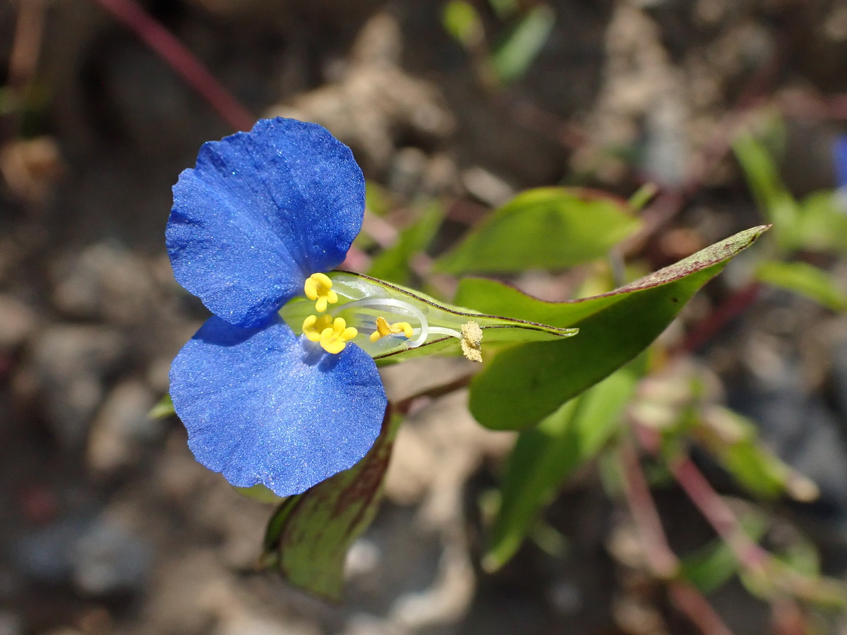 Image of Commelina communis specimen.