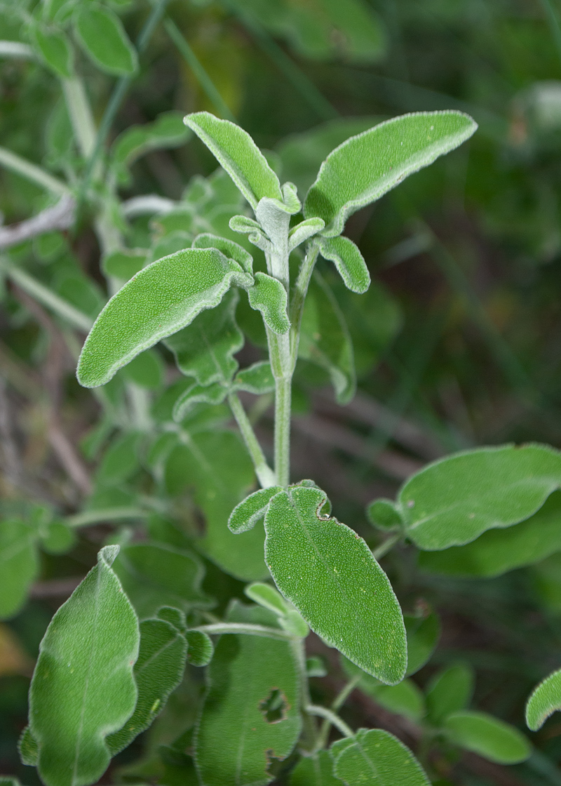 Изображение особи Salvia fruticosa.