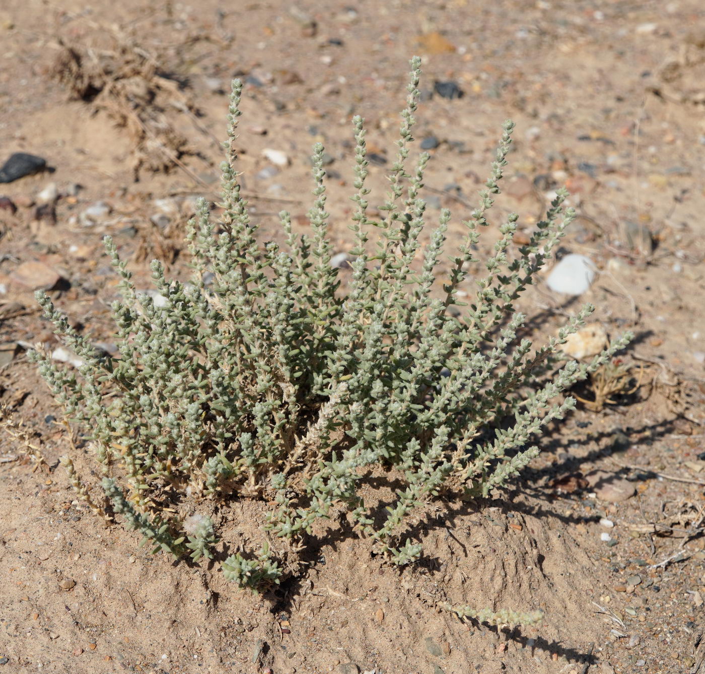 Image of familia Chenopodiaceae specimen.