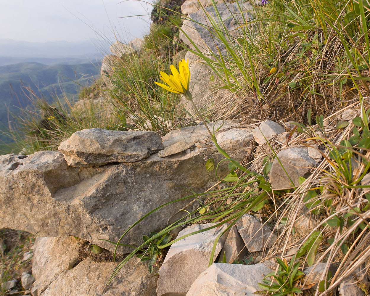 Изображение особи Tragopogon filifolius.