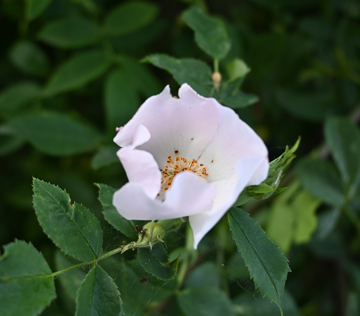 Изображение особи род Rosa.