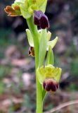 Ophrys fusca