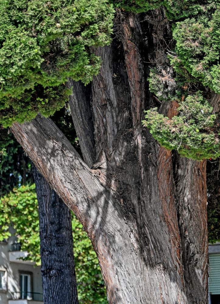 Image of Cupressus sempervirens specimen.