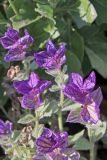 Salvia viridis. Верхушки побегов. Белгородская обл., пос. Ракитное, ул. Сосновая, 2, в культуре. 31 октября 2021 г.