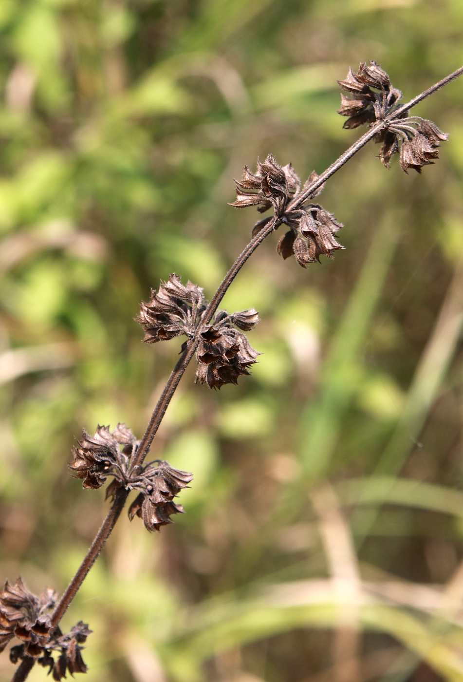 Изображение особи Salvia verticillata.