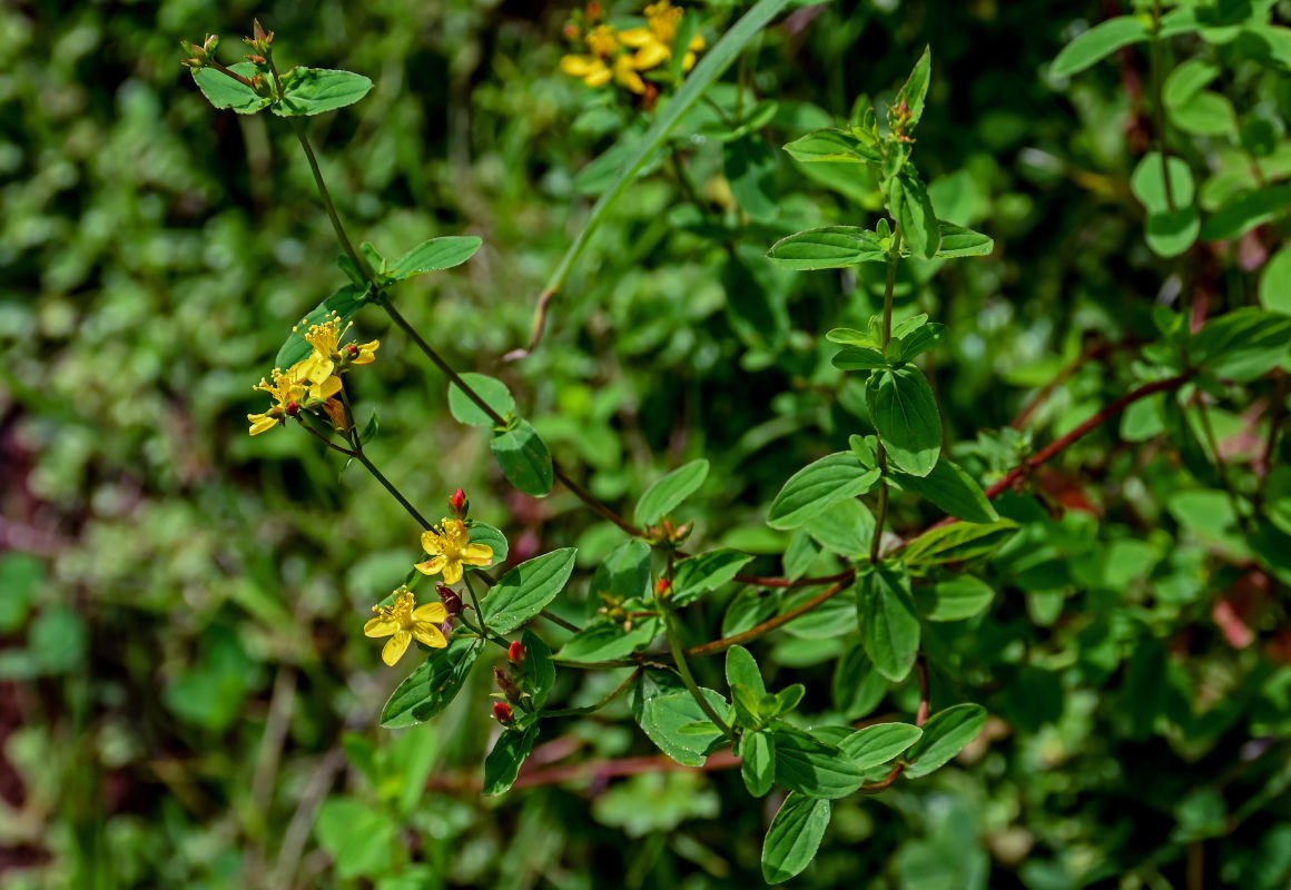 Image of Hypericum undulatum specimen.